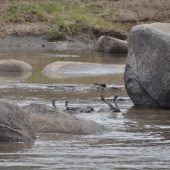  The Serengeti, TZ